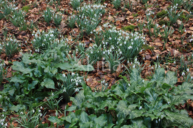 Italian Lords-and-Ladies (Arum italicum)