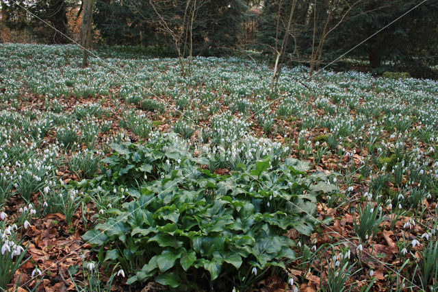 Italiaanse aronskelk (Arum italicum)