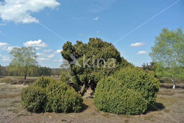 common juniper (Juniperus communis)