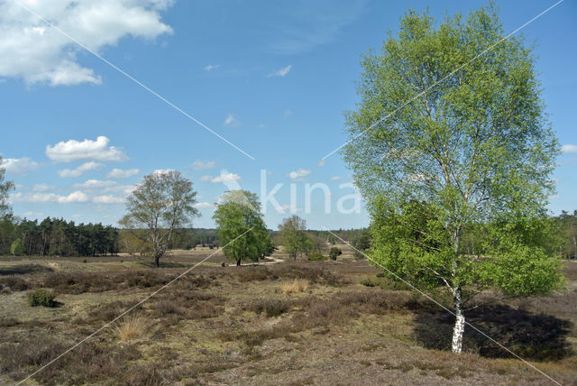 common juniper (Juniperus communis)