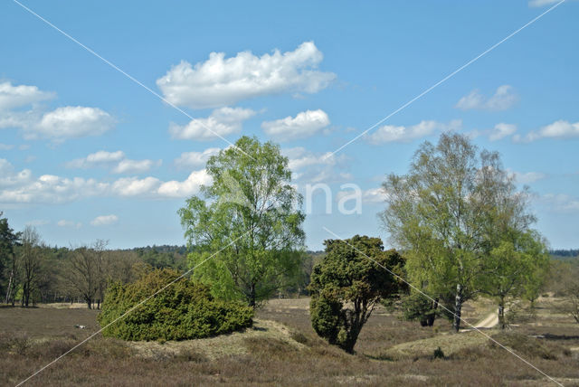 common juniper (Juniperus communis)