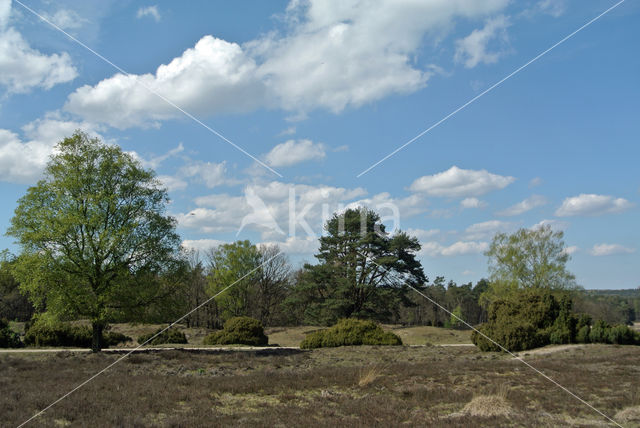 Jeneverbes (Juniperus communis)