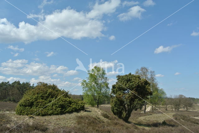 common juniper (Juniperus communis)