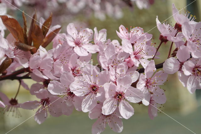 Cherry (Prunus spec)