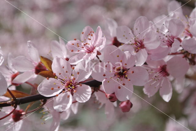 Cherry (Prunus spec)