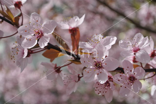 Cherry (Prunus spec)