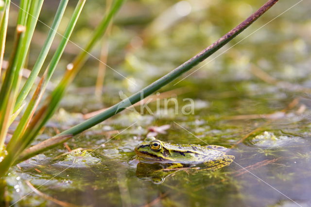 Kleine groene kikker