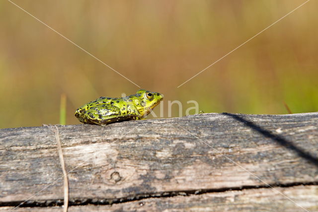 Kleine groene kikker