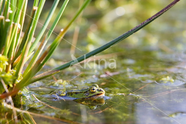 Kleine groene kikker