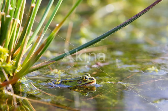 Kleine groene kikker