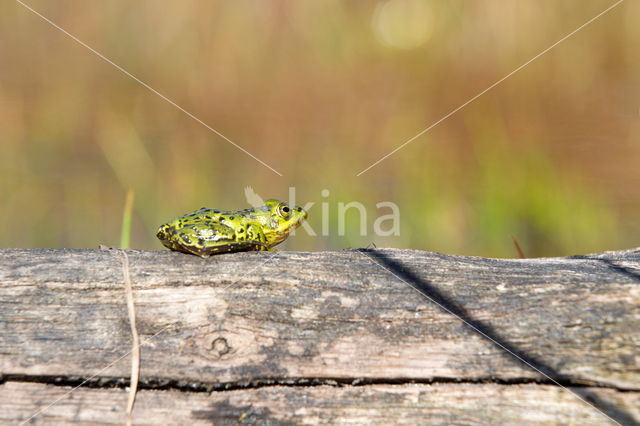 Kleine groene kikker