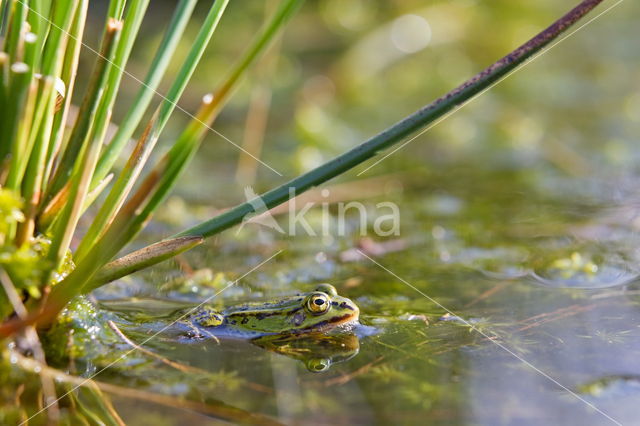 Pool Frog (Rana lessonae