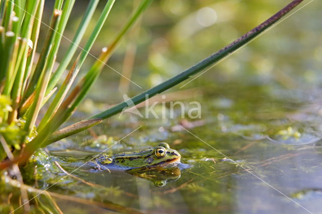 Kleine groene kikker