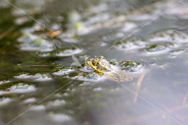 Kleine groene kikker