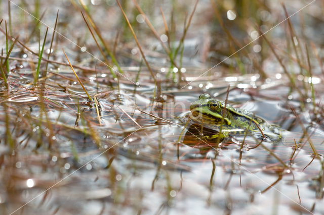 Pool Frog (Rana lessonae