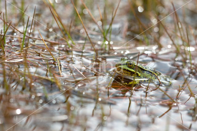 Kleine groene kikker