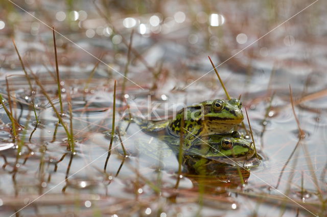 Kleine groene kikker