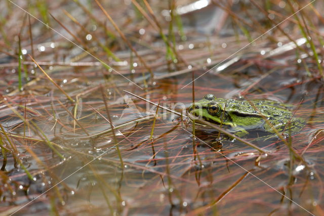 Kleine groene kikker