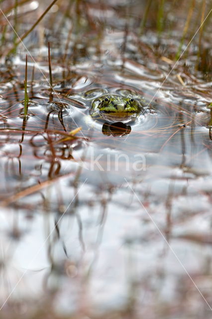 Pool Frog (Rana lessonae