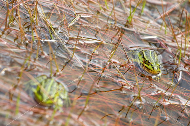 Pool Frog (Rana lessonae