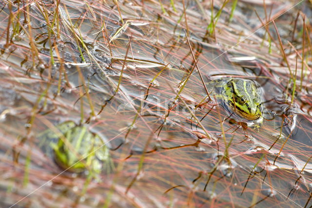 Kleine groene kikker