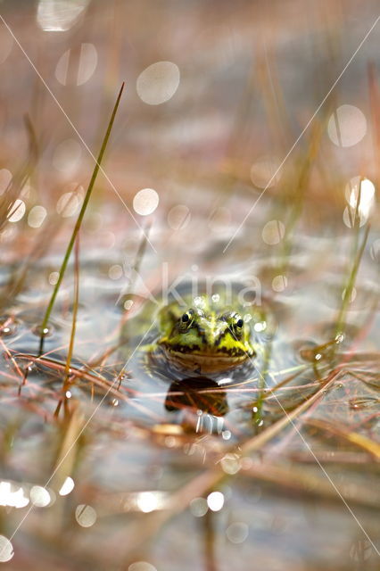 Kleine groene kikker