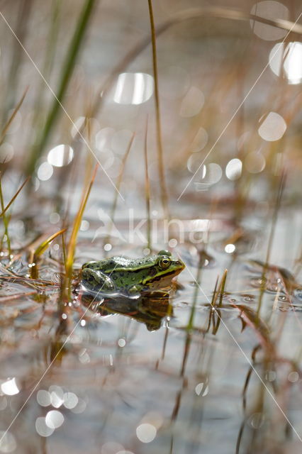 Kleine groene kikker