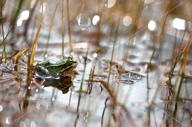 Kleine groene kikker