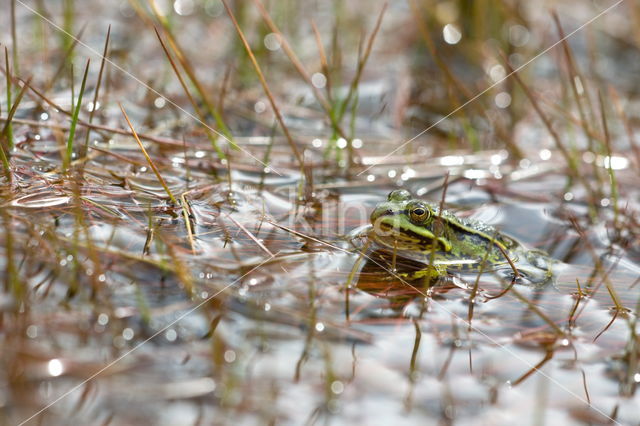 Pool Frog (Rana lessonae