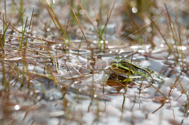 Pool Frog (Rana lessonae