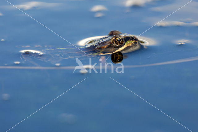 Pool Frog (Rana lessonae