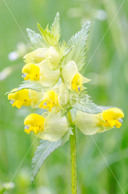 Kleine ratelaar (Rhinanthus minor)