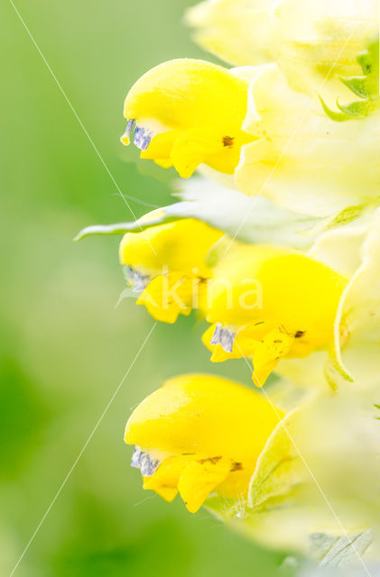 Yellow-rattle (Rhinanthus minor)