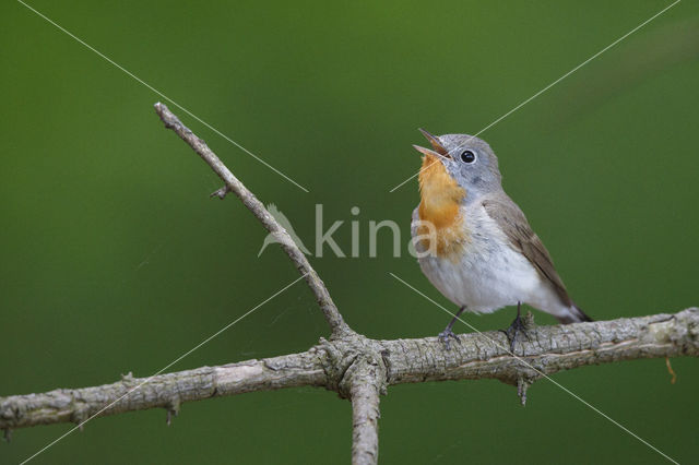 Red-breasted Flycatcher (Ficedula parva)