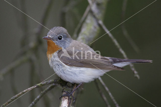 Red-breasted Flycatcher (Ficedula parva)