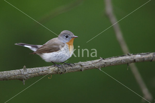 Red-breasted Flycatcher (Ficedula parva)