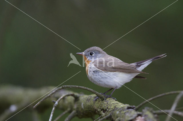 Red-breasted Flycatcher (Ficedula parva)