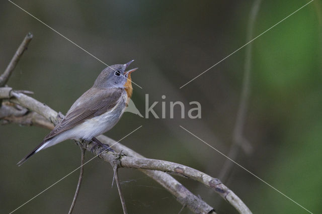 Red-breasted Flycatcher (Ficedula parva)