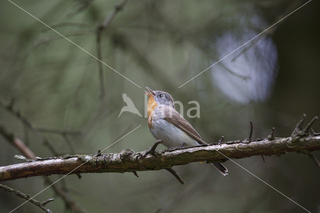 Red-breasted Flycatcher (Ficedula parva)