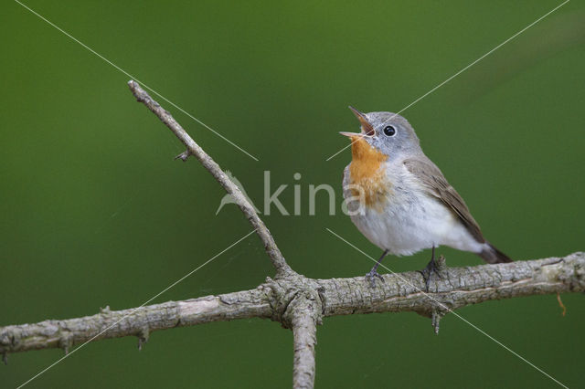 Red-breasted Flycatcher (Ficedula parva)