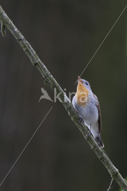 Red-breasted Flycatcher (Ficedula parva)