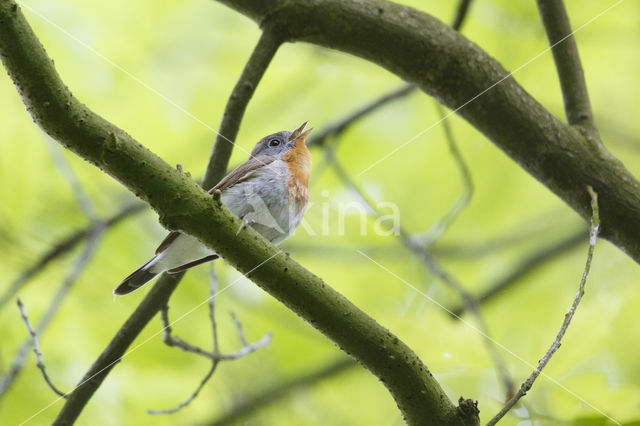 Red-breasted Flycatcher (Ficedula parva)