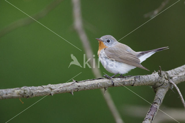 Red-breasted Flycatcher (Ficedula parva)