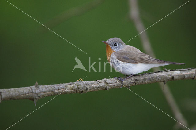 Red-breasted Flycatcher (Ficedula parva)