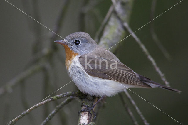 Red-breasted Flycatcher (Ficedula parva)