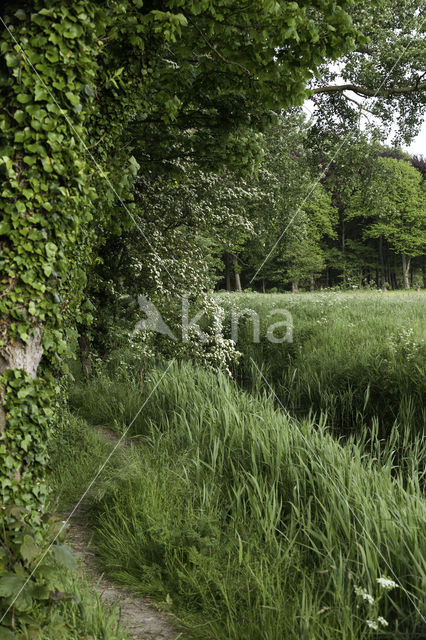 Common ivy (Hedera helix)