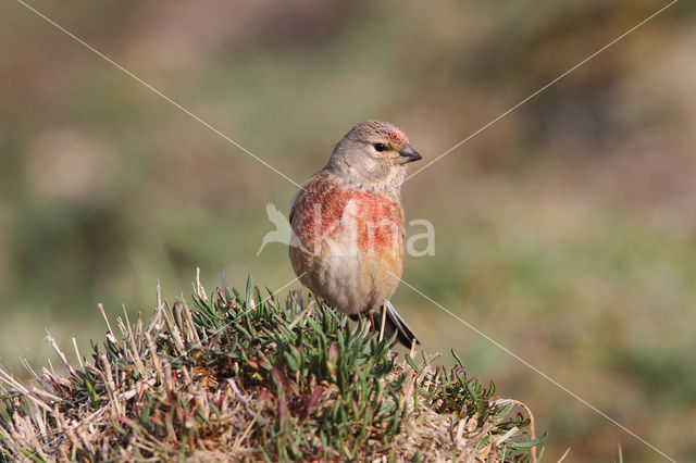 Kneu (Carduelis cannabina)