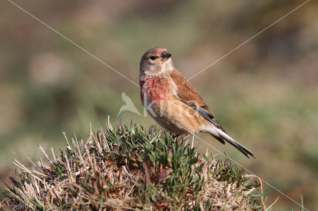 Kneu (Carduelis cannabina)