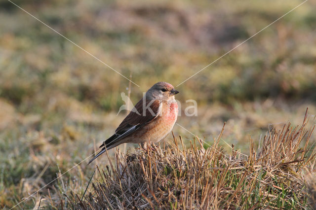 Kneu (Carduelis cannabina)