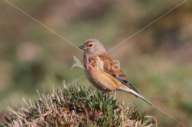 Kneu (Carduelis cannabina)